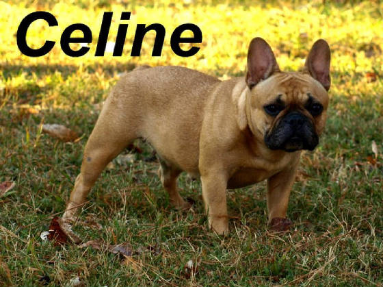 celine1.jpg