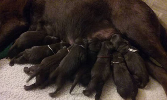 hemlockbabies.jpg